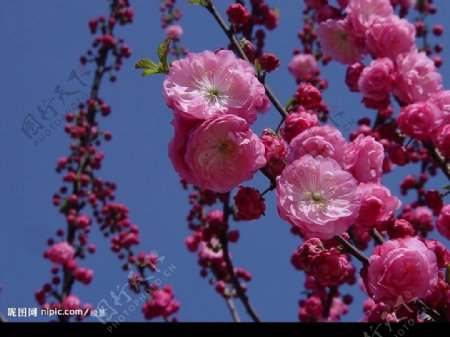 梅花图片