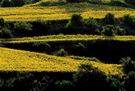 金色阶梯农田图片
