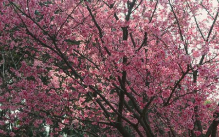 石门公园樱花图片