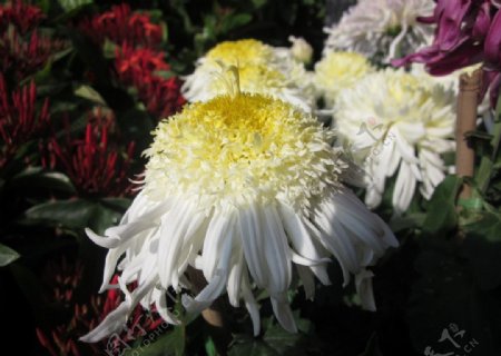 黄白色菊花图片