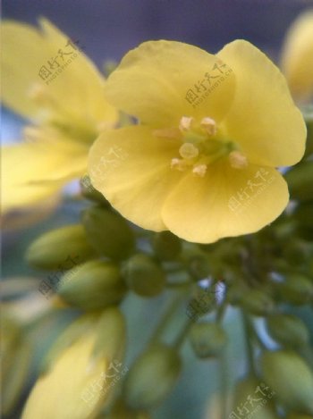 黄色花蕾图片