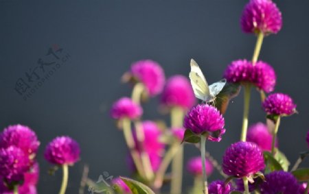 花与蝴蝶图片