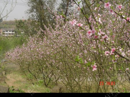 桃花图片