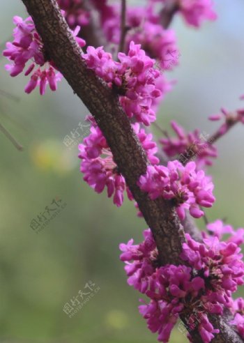 紫荆花图片