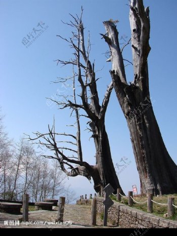 阿里山图片