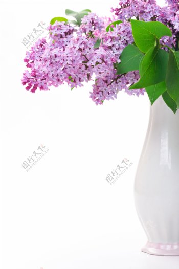紫丁香丁香花图片