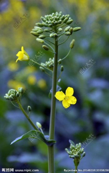 油菜花籽图片