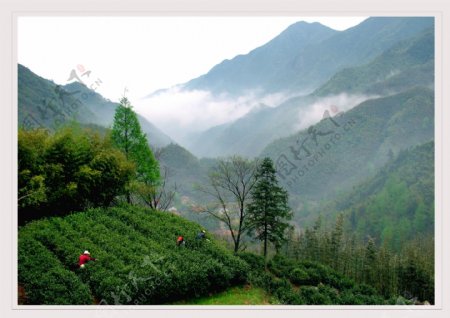 高山采茶图片