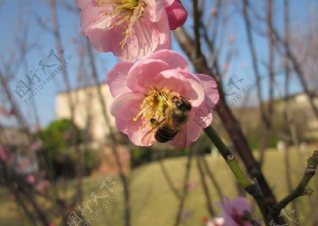 阳光下梅花和蜜蜂图片