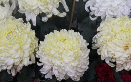 三朵菊花图片