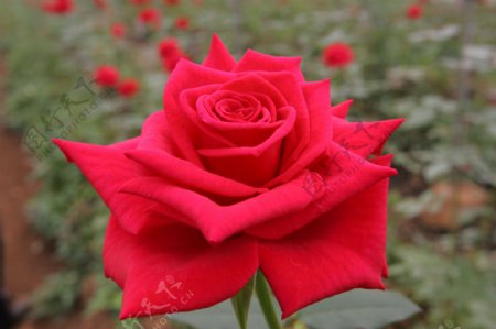 中国红玫瑰花图片