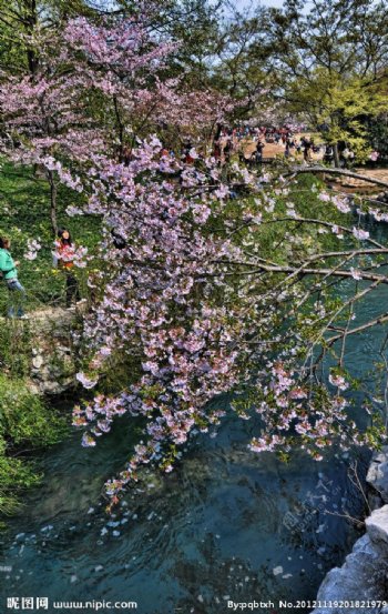 太子湾公园樱花图片