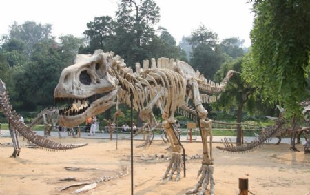 恐龙骨骼图片
