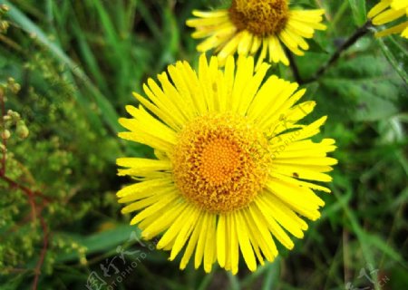 黄色的野菊花图片