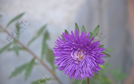 翠菊图片