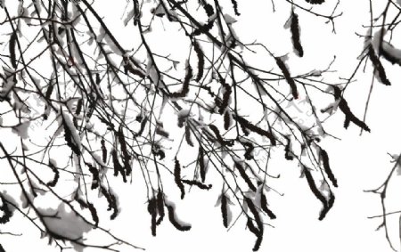 雪景林雾凇枝条图片