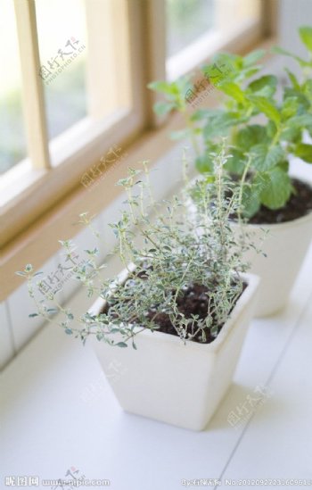 窗台盆栽植物图片