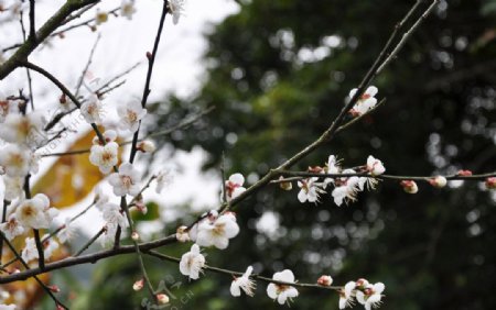 白梅花图片