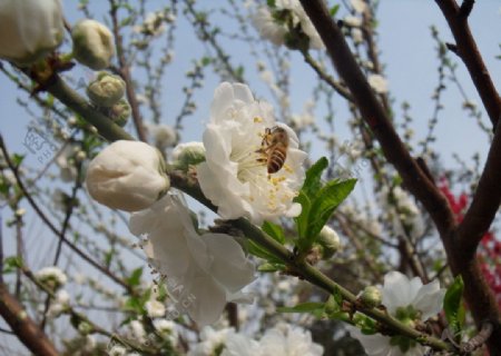 蜜蜂采桃花图片