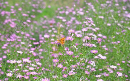 菊花和一只蝴蝶图片