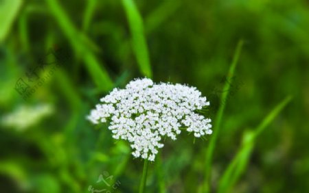 小百花图片