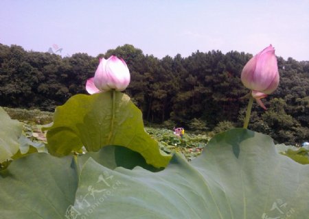 荷花照图片