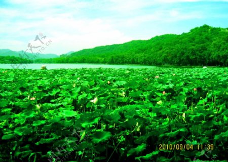 杭州西湖荷塘图片