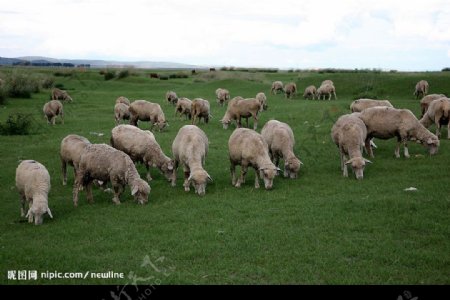牛羊牧情图片