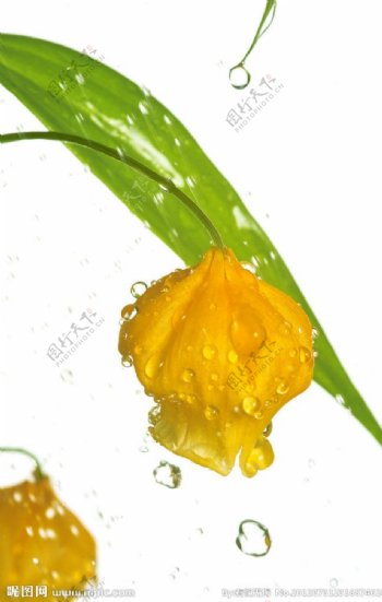 黄色花苞图片