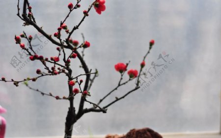 美丽的梅花枝干图片