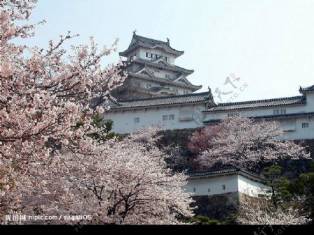 樱花掩映下的熊本城图片
