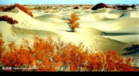 新疆库尔勒沙漠中的胡杨树图片