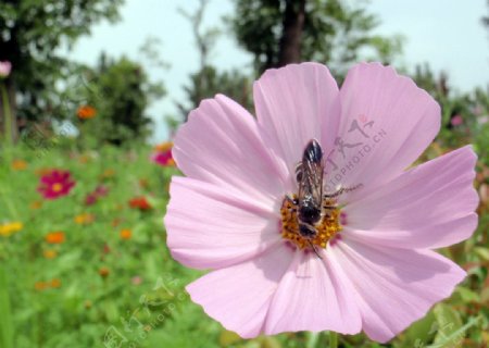 蜜蜂采蜜鲜花图片