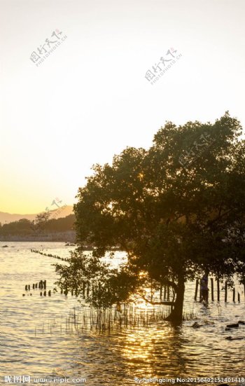 海边夕阳下的小树图片