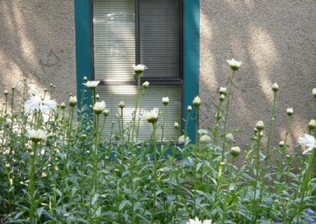 窗外白雏菊图片