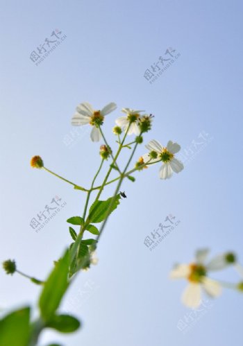 野菊花图片