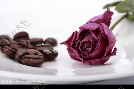 咖啡豆与玫瑰花图片