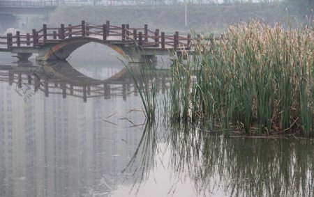 湿地风光图片