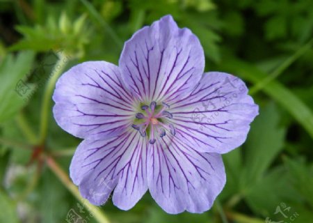 紫色小花图片