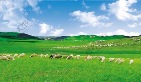 羊群和草原图片
