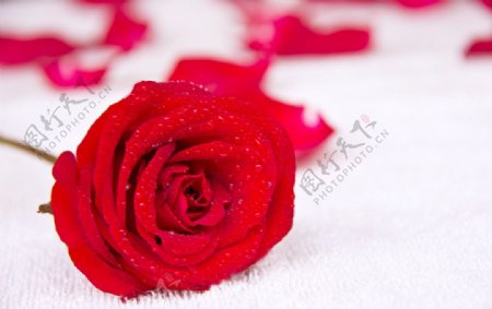 精致玫瑰花rose图片
