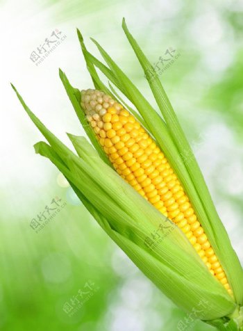 玉米玉米棒图片