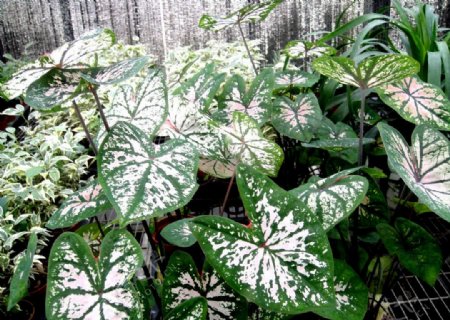 彩色观叶植物图片