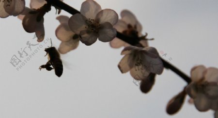 蜂花图片