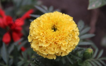 荷兰菊图片