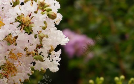 夏日盛开的白色紫薇图片