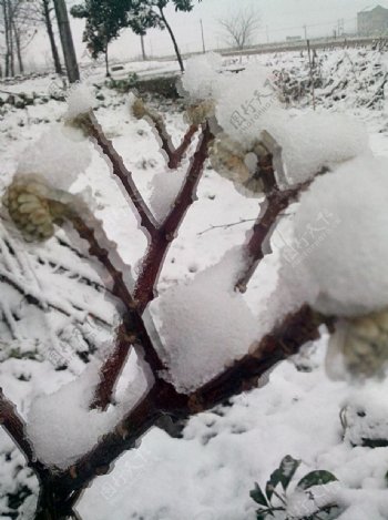 雪景图片