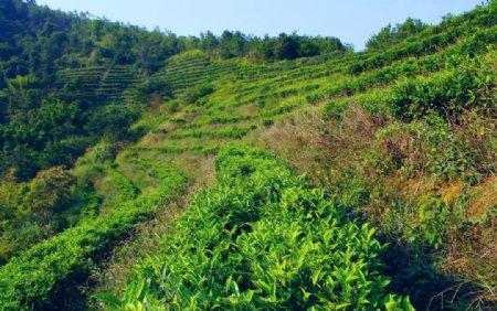 山水梅州绿色茶山图片