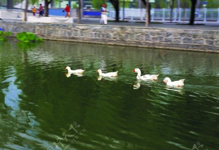池塘一排鸭水纹图片