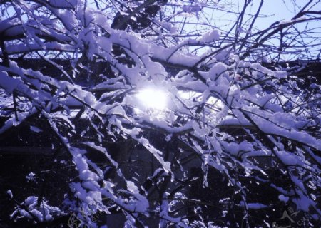 雪霁图片